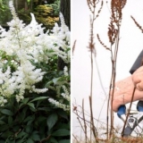 Da li je potrebno orezati astilbu za zimu: uslovi, pravila, savjeti